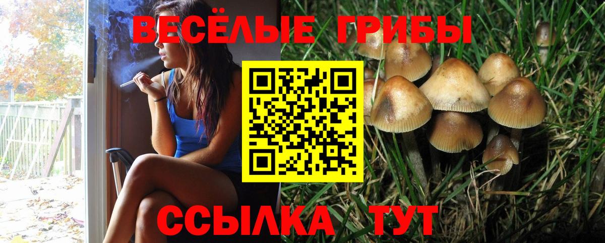 Псилоцибиновые грибы Psilocybe Новозыбков